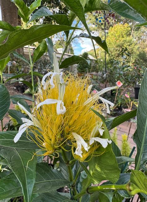 Golden Plume Plant – Buy Now! – Ladybird Nursery