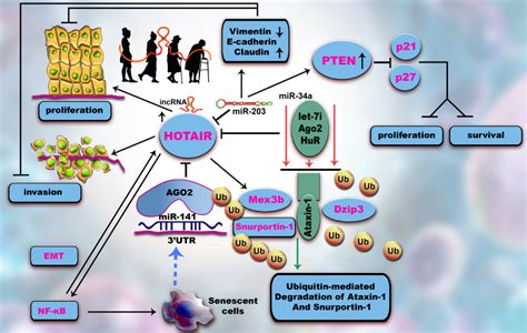 Implications Of Long Non Coding Rnas In Age Altered Proteostasis