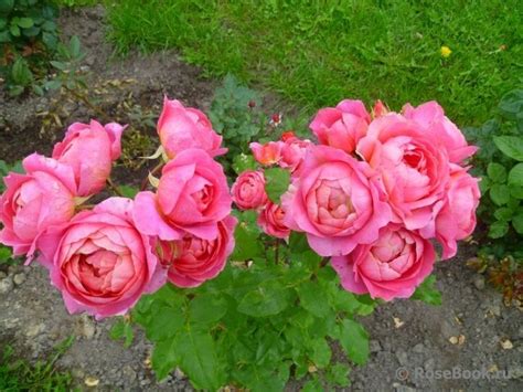 Amandine Chanel (Амандин Шанель) — Южный сад