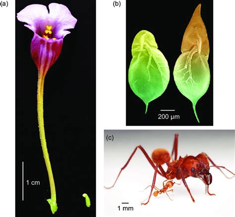 Spectacular Examples Of Phenotypic Plasticity Occur In Organisms That