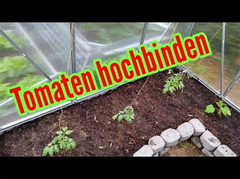 Tomaten Hochbinden Tomaten Anbinden Rankhilfe F R Tomaten Youtube