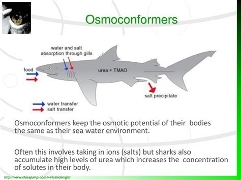 Water Balance An Introduction To Osmosis Osmoconformers Osmoregulators