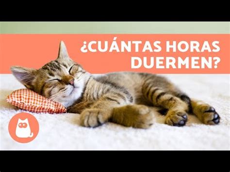 Cu Ntas Horas Duerme Un Gato De A Os Gatos Exoticos