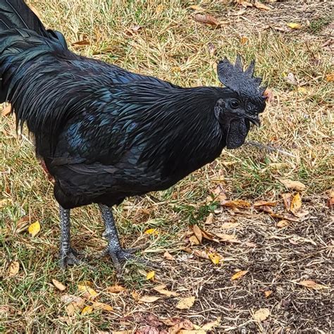 Ayam Cemani Hatching Eggs