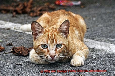 Why Are Orange Tabby Cats So Affectionate 21Cats Org