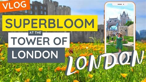 Superbloom At The Tower Of London Guide Of What To Expect And What