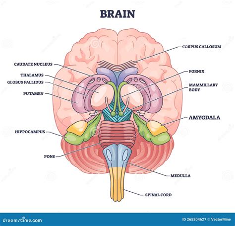 Amygdala Brain Part Location With Medical Human Head Anatomy Outline Diagram Cartoon Vector ...