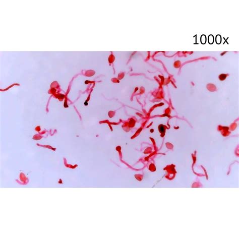 Цифровой микроскоп Микмед LCD 1000Х 2.0LB купить в интернет-магазине ...