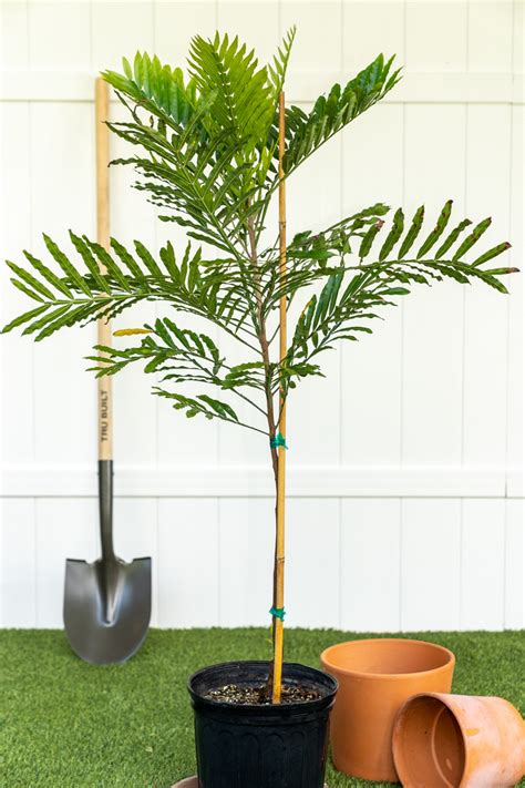 Filicium Decipiens Japanese Fern Tree Plantvine