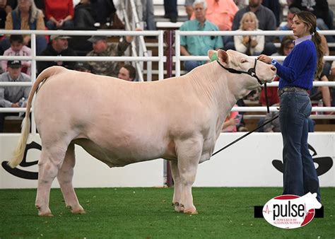 San Antonio Stock Show Junior Steers Charolais The Pulse