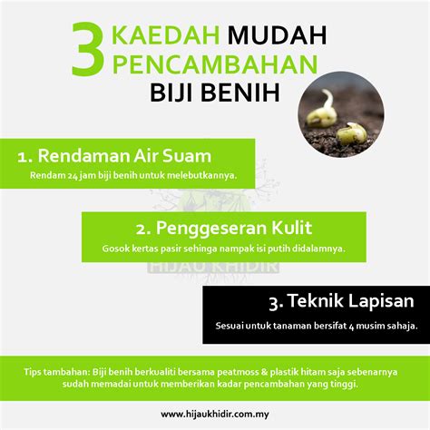 3 Kaedah Ringkas Pencambahan Biji Benih Hijau Khidir