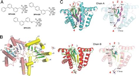 Bisphosphonates Target Multiple Sites In Both Cis And Trans