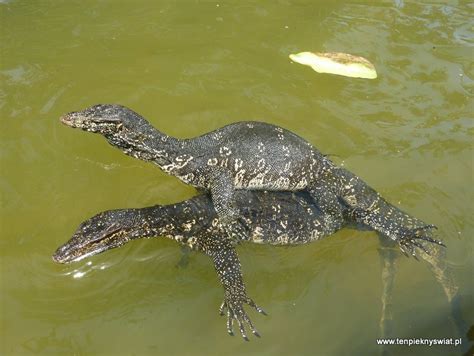 Warany też lubią sex