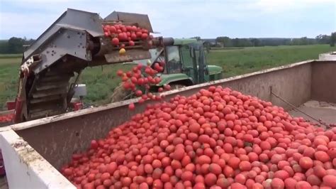 Tomato Harvesting - YouTube