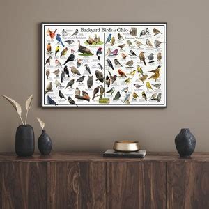 Backyard Birds of Ohio Bird Identification Poster Divided Into Year ...