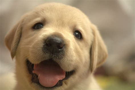 子犬の画像 子犬カタログ