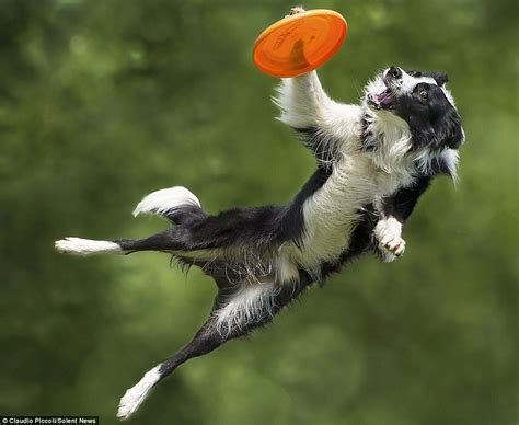 Top 5 Fun Outdoor Games for Your Dog