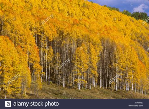 Тополь осинообразный (40 фото) » НА ДАЧЕ ФОТО
