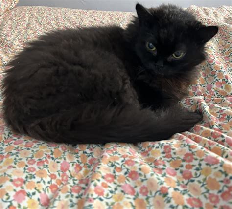 I just got home from dinner tonight and found my sweet senior cat Floyd