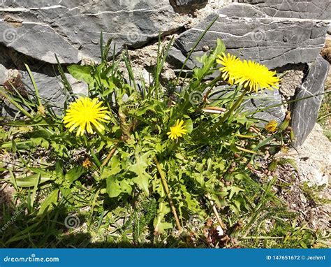 Dandelion Weeds stock photo. Image of practicum, gardening - 147651672