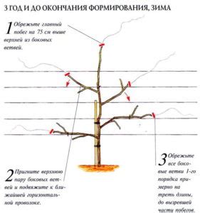 Глициния уход и выращивание в Подмосковье - Дачный Рай