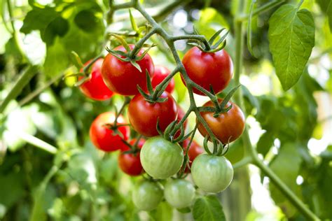 Tomatoes Can Thrive in Your Home Garden, Thanks to These Companion Plants