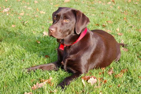 Chocolate Lab Puppies Michigan Puddingtocome