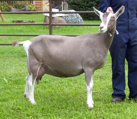 Know Your Livestock Toggenburg Goat Breed The Namibian