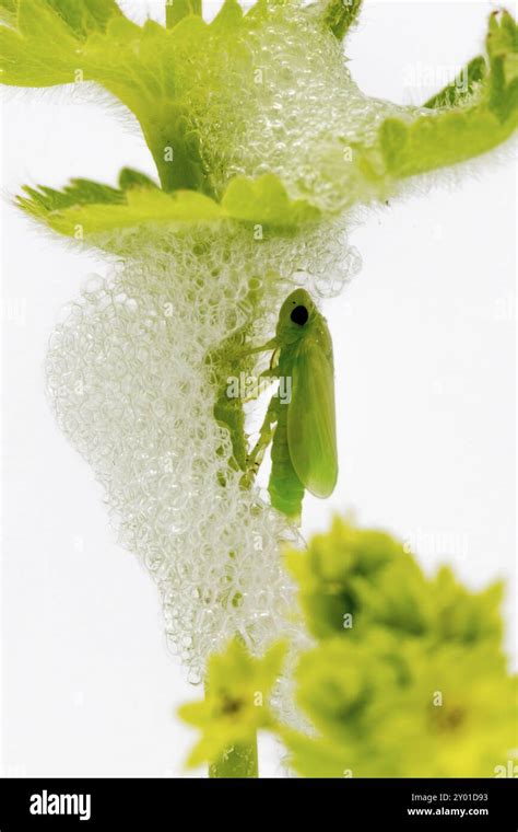 Larva Of A Great Green Bush Cricket In Its Foam Cocoon Shortly After