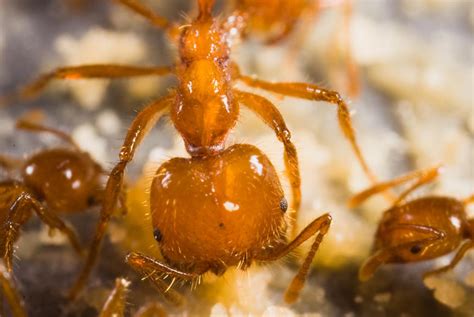 Solenopsis Geminata Piakey Factsheet