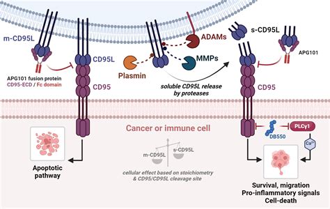 CD95/CD95L-mediated signaling pathways | BioRender Science Templates