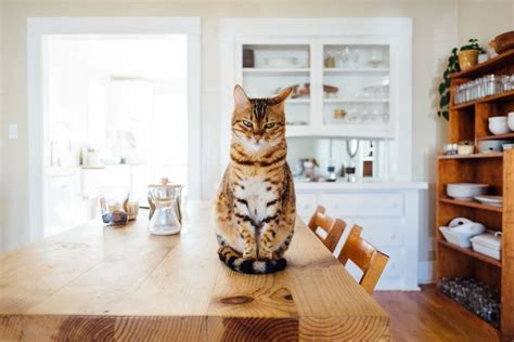 Top 10 Smartest Cat Breeds in the World - Pet Territory