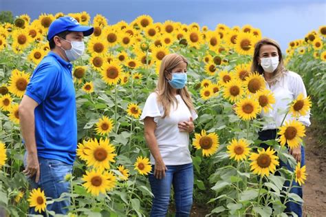 Regresa La Ruta Del Girasol Con Una Nueva Parada En Galapa” Elsa Noguera Horanoticias Las