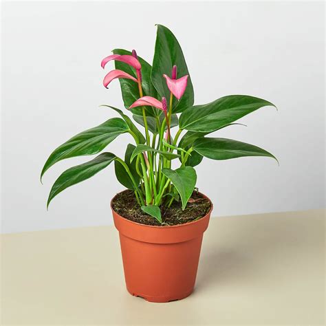 Anthurium 'Purple' - Northernridgenursery