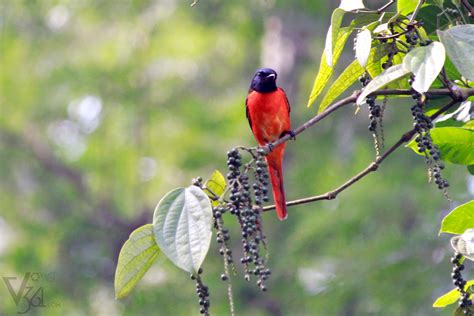 Bird Watching Coorg Karnataka Tourism How To Reach Bird