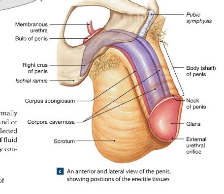 Chpt Reproductive System Exam Flashcards Quizlet