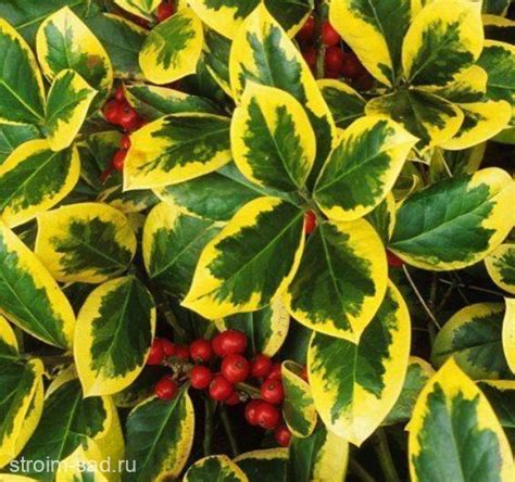 Падуб альтаклеренсис ‘Голден Кинг’ с3 | Строим Сад