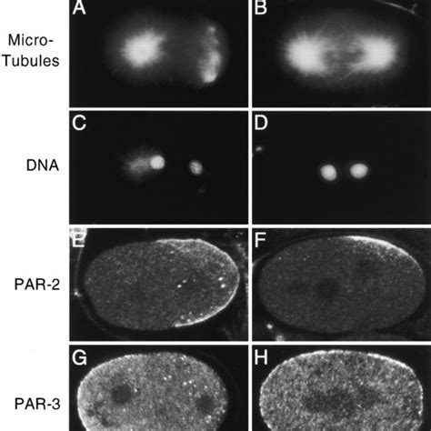 First Mitotic Spindle Morphology And Par Protein Distribution In