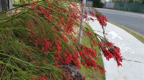 Russelia Ruby Falls Red Pendant Clusters Of Tubular Flowers