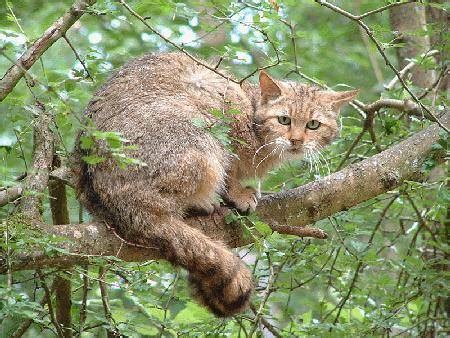 Gatto Selvatico Sardo AllEstate Felina I Gatti Di Su Pallosu