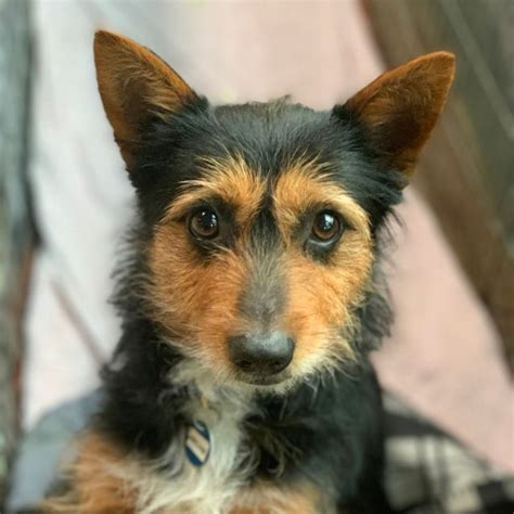 Archie Small Male Australian Terrier Mix Dog In Nsw Petrescue