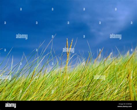 Grass Husk High Resolution Stock Photography And Images Alamy