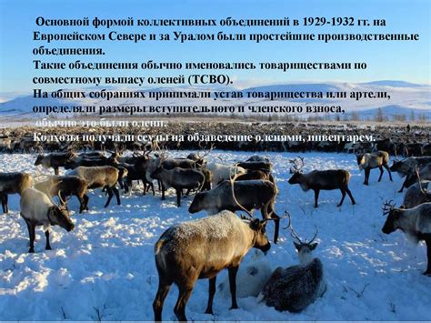 Традиции оленеводства - презентация онлайн