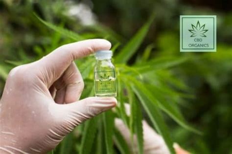 ¿qué Es El Cbd Y Para Qué Sirve Cbdorganics