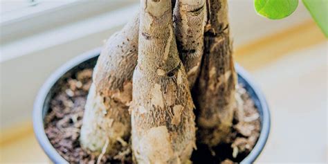 How To Treat Root Rot On Money Tree Tips And Tricks Botan