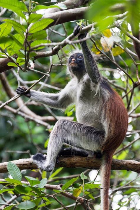 Red Colobus Monkey, Jozani Forest, Zanzibar Stock Photo - Image of ...