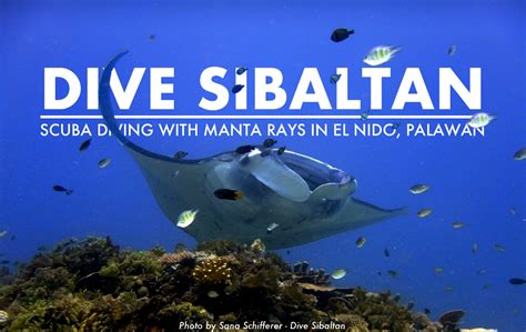 Dive Sibaltan Incredible Manta Ray Encounters In El Nido Palawan