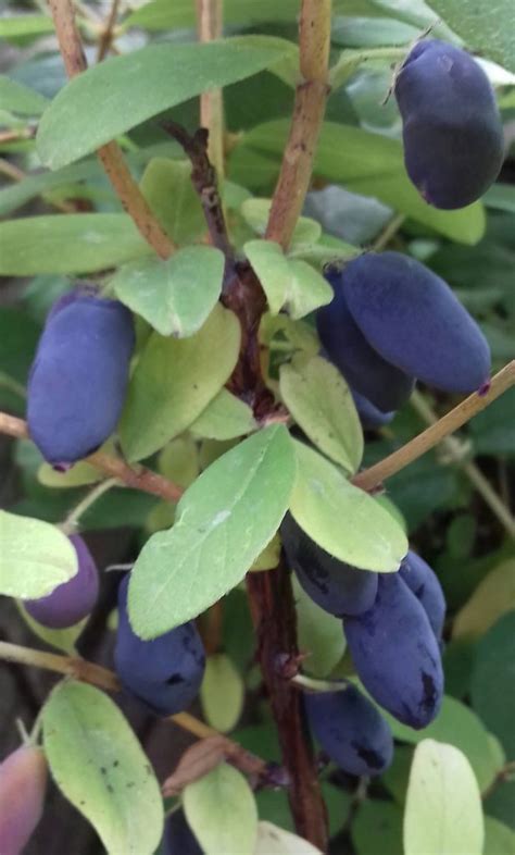 Honingbes Lonicera Caerulea Jugana Eetbaargoed