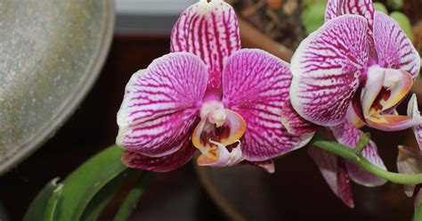 Unveiling The Mystique Of Phalaenopsis A Guide To Growing And Appreciating This Enchanting Orchid