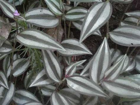 Традесканция: уход в домашних условиях, размножение, пересадка, виды и фото